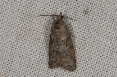 <i>Cnephasia</i>