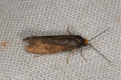 <i>Incurvaria koerneriella</i>