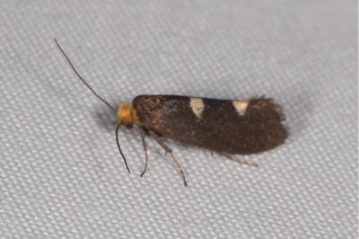 <i>Incurvaria masculella</i>