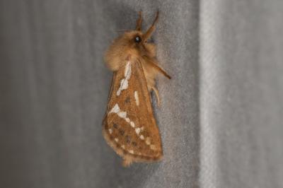 <i>Korscheltellus lupulinus</i>