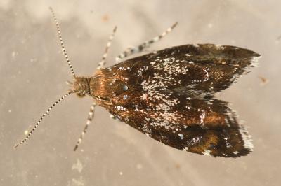 <i>Prochoreutis sehestediana</i>