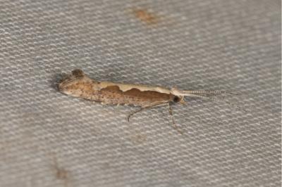 <i>Plutella xylostella</i>