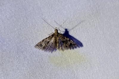 <i>Alucita</i>