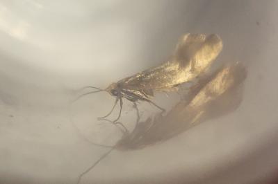 <i>Nematopogon</i>