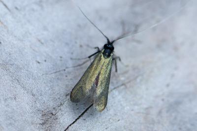 <i>Adela reaumurella</i>