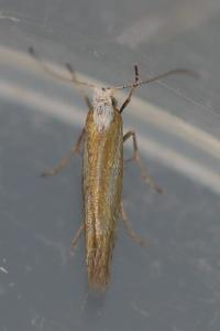 <i>Argyresthia arceuthina</i>