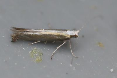 <i>Argyresthia arceuthina</i>