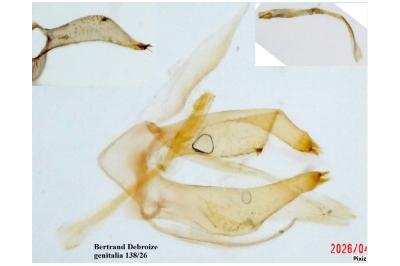 <i>Phyllonorycter sagitella</i>