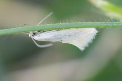 <i>Elachista</i>