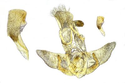 <i>Agonopterix ferocella</i>