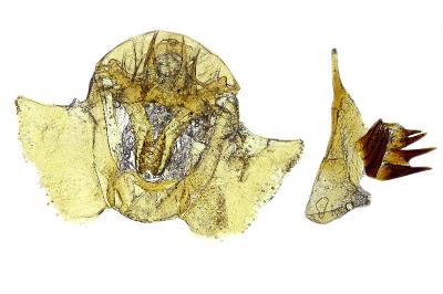 <i>Cochylidia heydeniana</i>