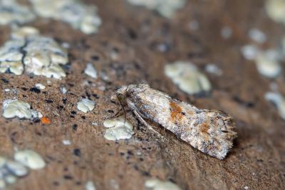 <i>Cochylidia heydeniana</i>