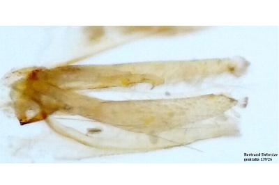<i>Phyllonorycter klemannella</i>