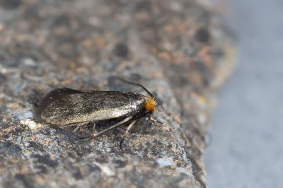 <i>Cauchas rufifrontella</i>