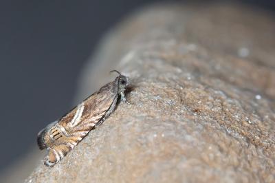 <i>Grapholita jungiella</i>