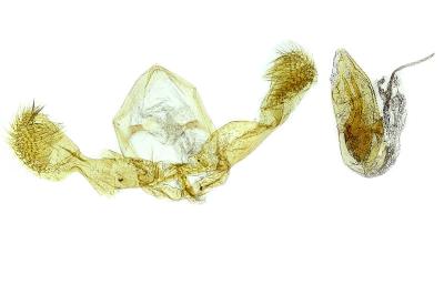 <i>Grapholita jungiella</i>