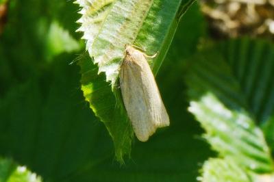 <i>Clepsis unicolorana</i>
