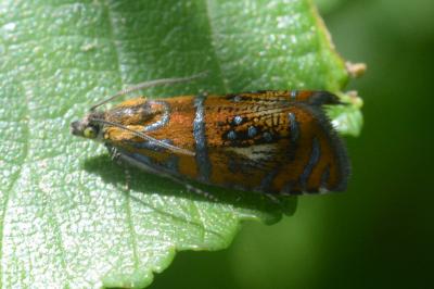 <i>Olethreutes arcuella</i>