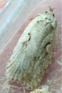 <i>Agonopterix ocellana</i>