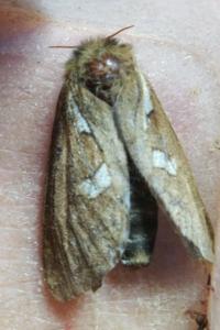 <i>Korscheltellus lupulinus</i>