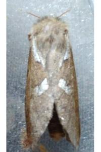<i>Korscheltellus lupulinus</i>