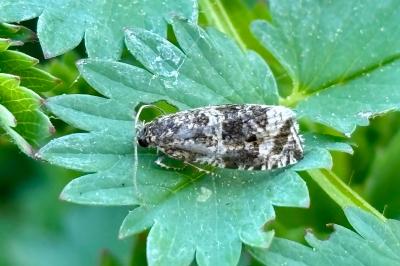 <i>Celypha lacunana</i>