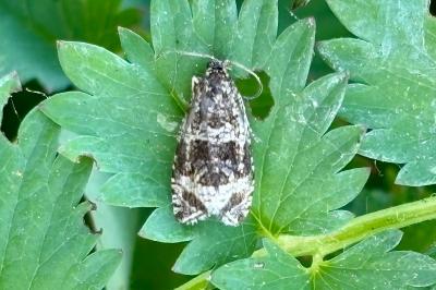<i>Celypha lacunana</i>