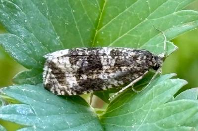 <i>Celypha lacunana</i>