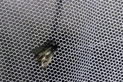 <i>Adela reaumurella</i>