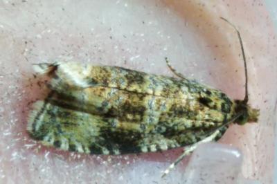 <i>Celypha lacunana</i>