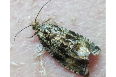 <i>Celypha lacunana</i>
