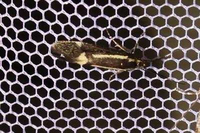 <i>Esperia sulphurella</i>