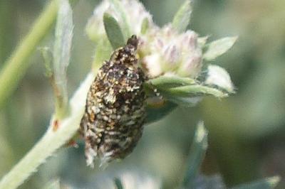 <i>Aethes margarotana</i>