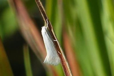 <i>Elachista argentella</i>