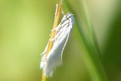 <i>Elachista argentella</i>
