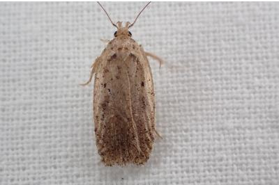 <i>Agonopterix</i>