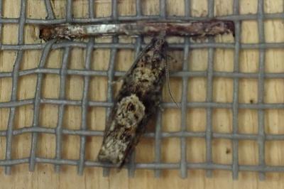<i>Epinotia immundana</i>