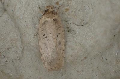<i>Agonopterix yeatiana</i>