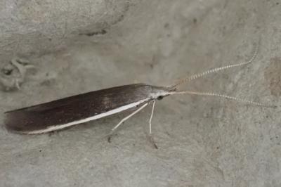 <i>Coleophora saturatella</i>