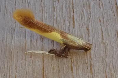 <i>Caloptilia alchimiella</i>