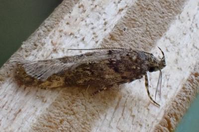 <i>Teleiopsis diffinis</i>