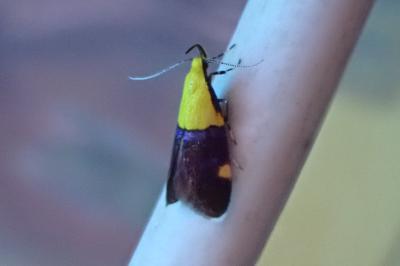 <i>Oecophora bractella</i>