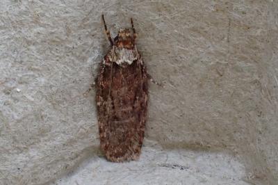 <i>Depressaria albipunctella</i>