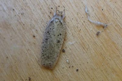 <i>Agonopterix scopariella</i>