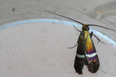 <i>Adela australis</i>