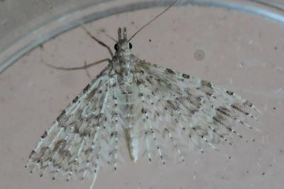 <i>Alucita hexadactyla/bidentata</i>