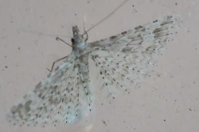 <i>Alucita hexadactyla/bidentata</i>