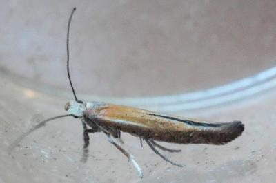 <i>Zelleria hepariella</i>