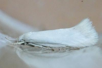 <i>Elachista argentella</i>