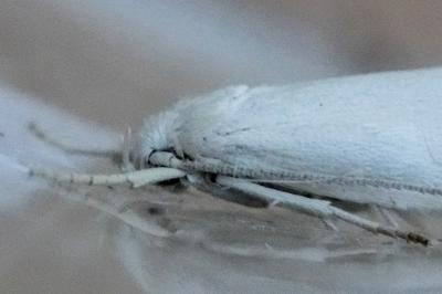<i>Elachista argentella</i>